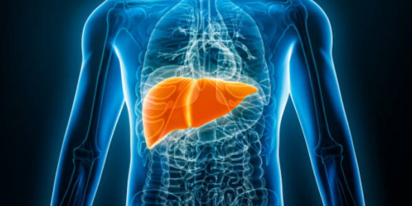 Microbiota Intestinale e Malattie Epatiche: Dalla Steatoepatite alla Terapia del Carcinoma Epatocellulare